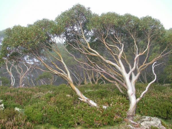 eucalyptusaren_erabilpenak